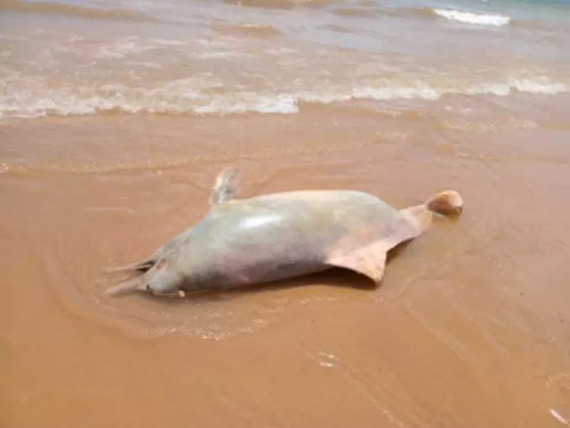 Animal semelhante a golfinho é encontrado morto na Praia da Ponta Verde, no Maranhão