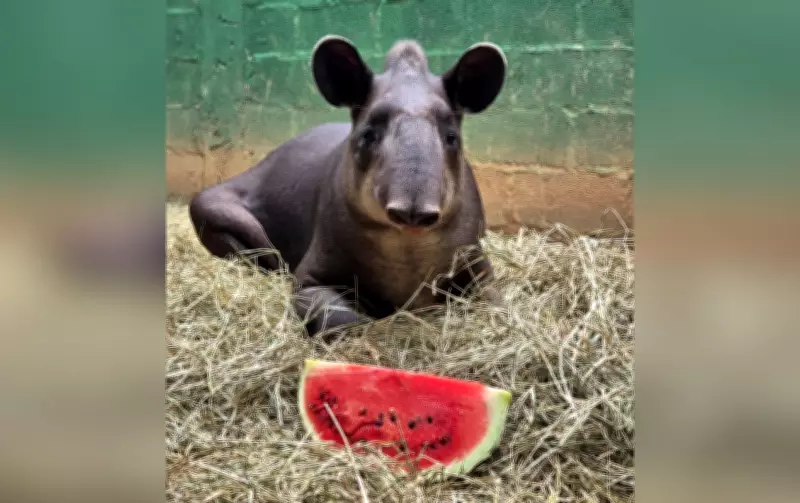 Anta de 180 kg é resgatada após atropelamento em rodovia de Pilar do Sul, SP