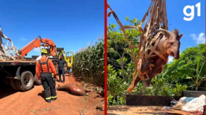 Anta ferida é resgatada às margens da BR-163 em Lucas do Rio Verde, Mato Grosso