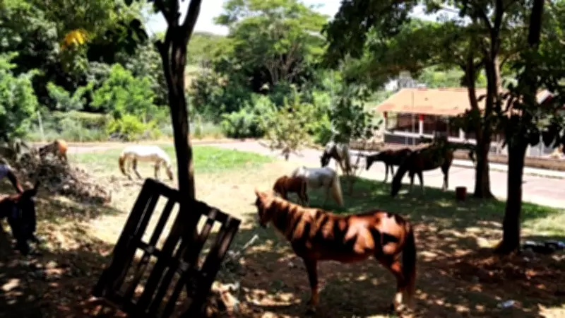 Ação conjunta resgata oito cavalos soltos em vias públicas de Presidente Prudente