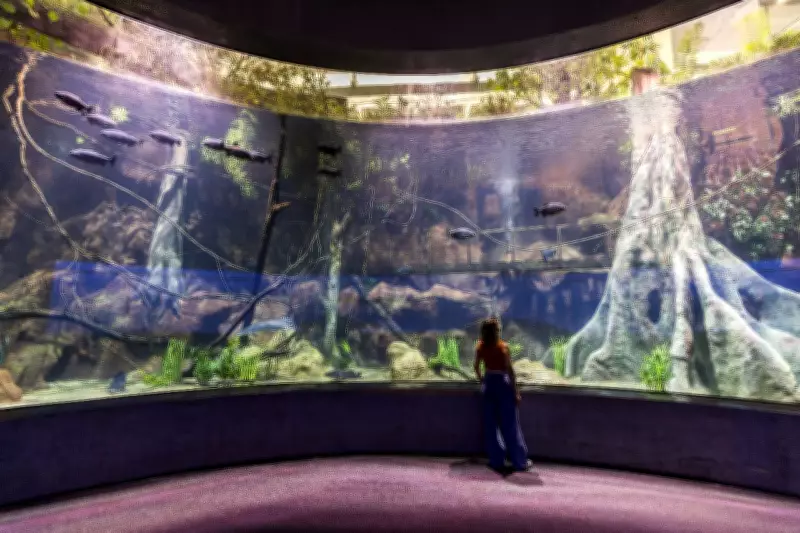 Aquário no PR usa sal importado de Israel para recriar o mar a 700 km do oceano