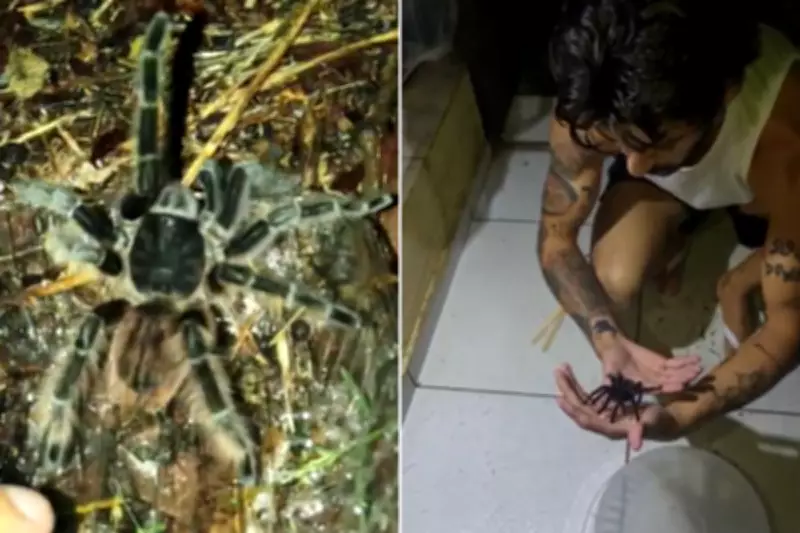 Aranha-golias-comedora-de-pássaros é resgatada em residência de Registro, SP