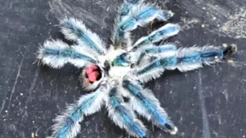 Aranhas brasileiras que parecem joias são alvo de tráfico internacional de animais exóticos
