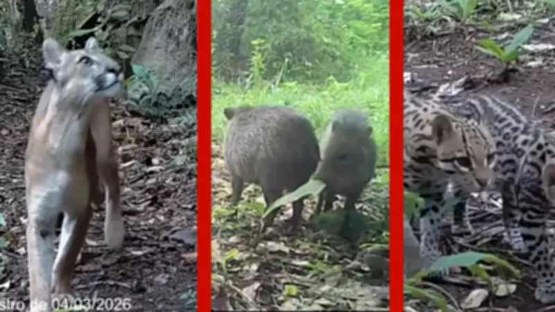 Armadilhas fotográficas capturam onças e animais silvestres no Parque Nacional da Chapada dos Guimarães