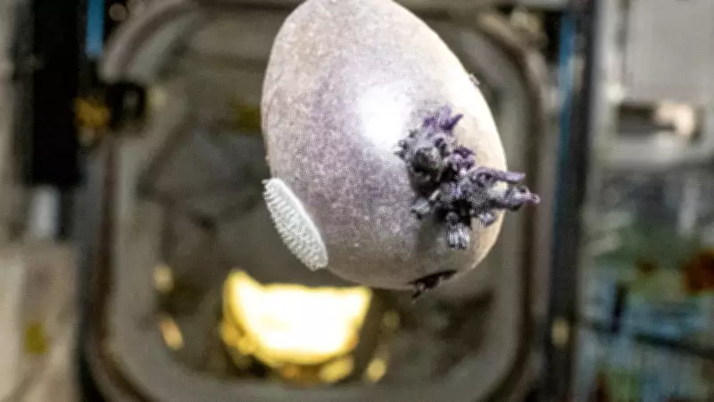 Astronauta da NASA revela 'Spudnik-1': batata com brotos roxos vira sensação no espaço