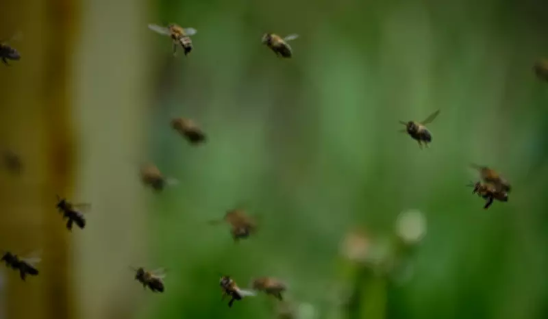 Ataques de abelhas crescem mais de 120% em três anos no interior de São Paulo