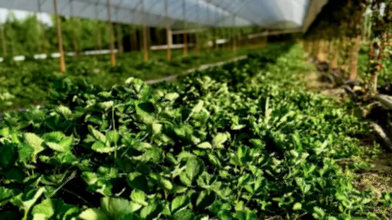Atibaia entrega mais de 430 mil mudas de morango para fortalecer agricultura local