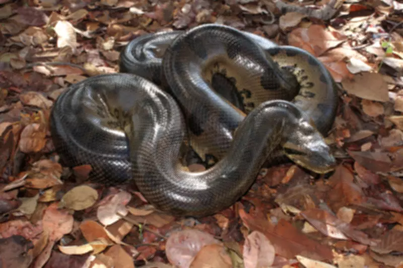 Aumento de aparições de sucuris perto de propriedades preocupa moradores no Brasil