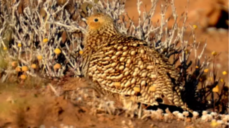 Ave do deserto usa penas como esponja para saciar a sede dos filhotes em estratégia evolutiva
