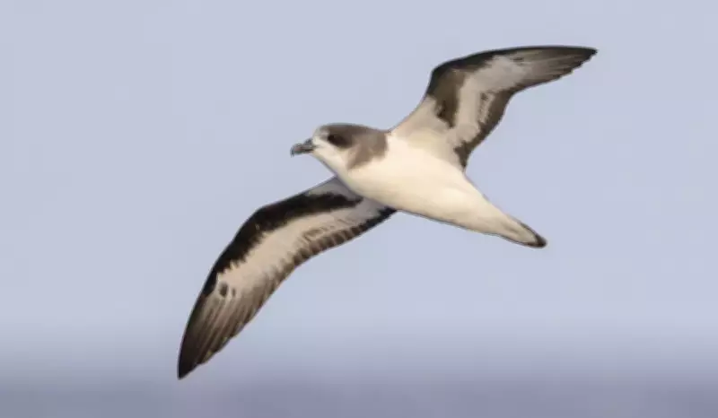 Ave 'fantasma' que ressuscitou após 300 anos: a incrível história da Bermuda Petrel