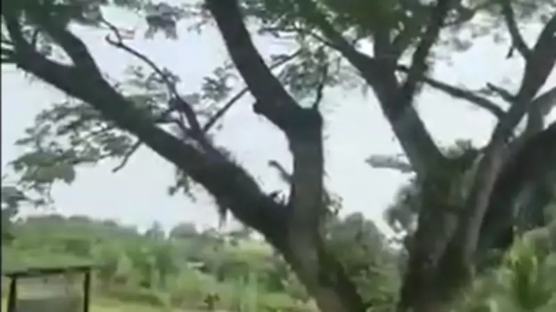 Avião militar colombiano cai após decolagem: 66 mortos e dezenas feridos em tragédia