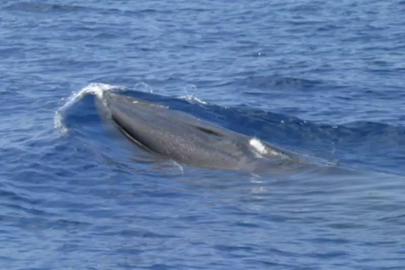Baleia-de-Rice, espécie rara do Golfo do México, ameaçada por expansão de petróleo