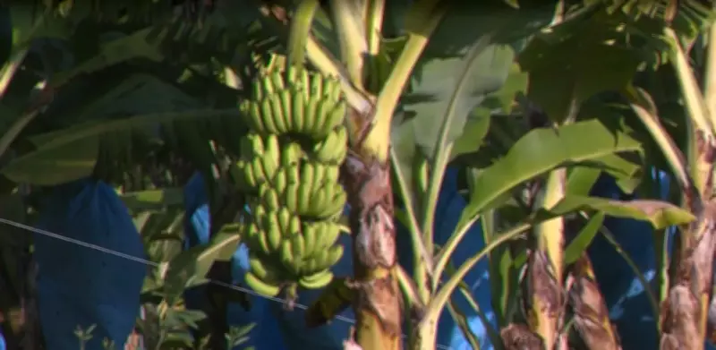 Banana 'Clarinha': variedade que surgiu por acaso em SC é registrada e promete revolucionar mercado