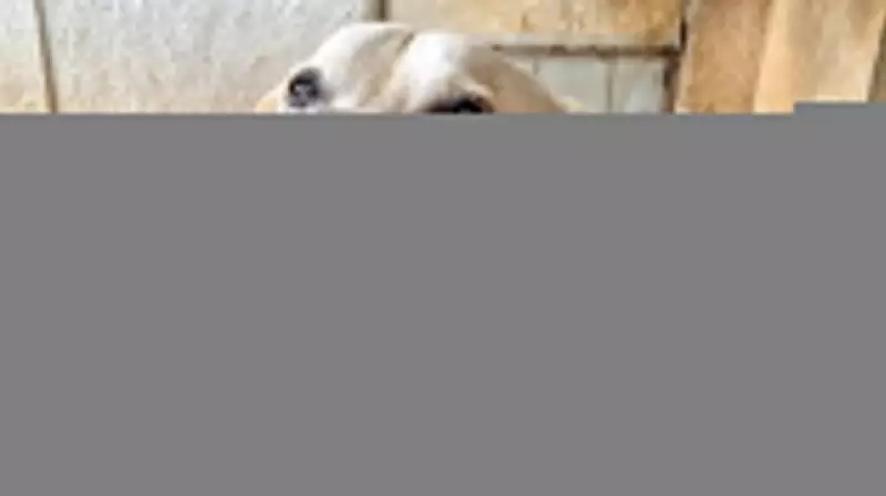 Belém Animal: Evento gratuito oferece vacinação e cuidados para pets neste domingo