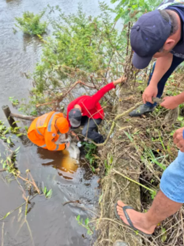 Bezerro é resgatado de área inundada após ficar preso em cerca de arame em Rio Pardo de Minas