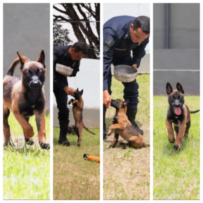 BH convida população para escolher nome de filhote da Guarda Municipal
