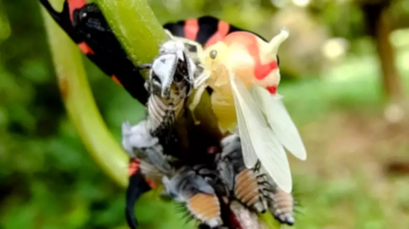 Biólogo flagra 'exército' de formigas protegendo cigarrinhas em troca de alimento em MG