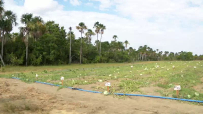Biocarvão transforma cultivo de melancia em comunidade indígena de Roraima