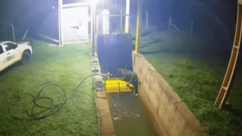 Bombeiro detalha resgate de onça-pintada presa em usina hidrelétrica de Mato Grosso