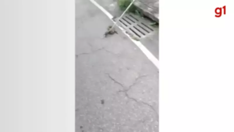 Bombeiros capturam cascavel em área urbana de Timóteo após alerta de moradores