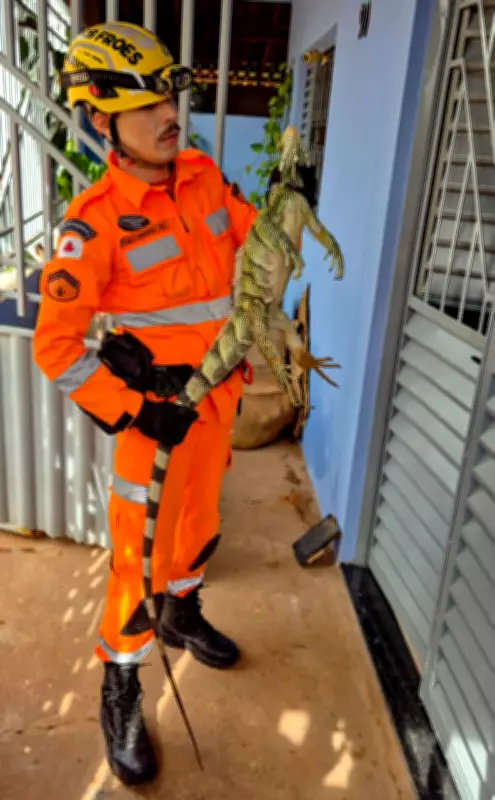 Bombeiros capturam iguana de 1,8 metros em portão de casa em Januária, MG