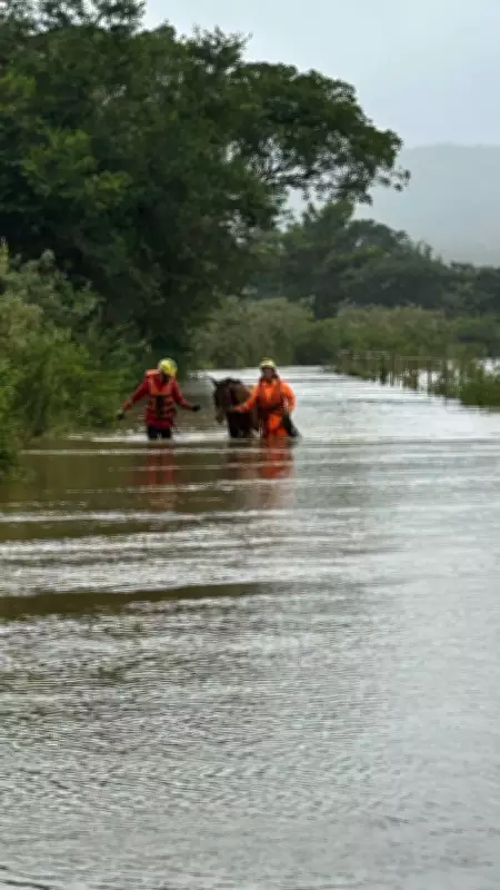 Bombeiros realizam resgate de cavalo ilhado após fortes chuvas em Rio Pardo de Minas