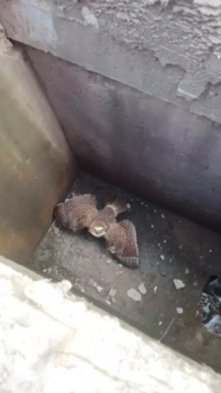 Bombeiros resgatam filhote de coruja-buraqueira preso em bueiro de supermercado em Bocaiuva