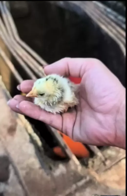 Bombeiros resgatam pintinhos perdidos em bueiro de Formiga, MG