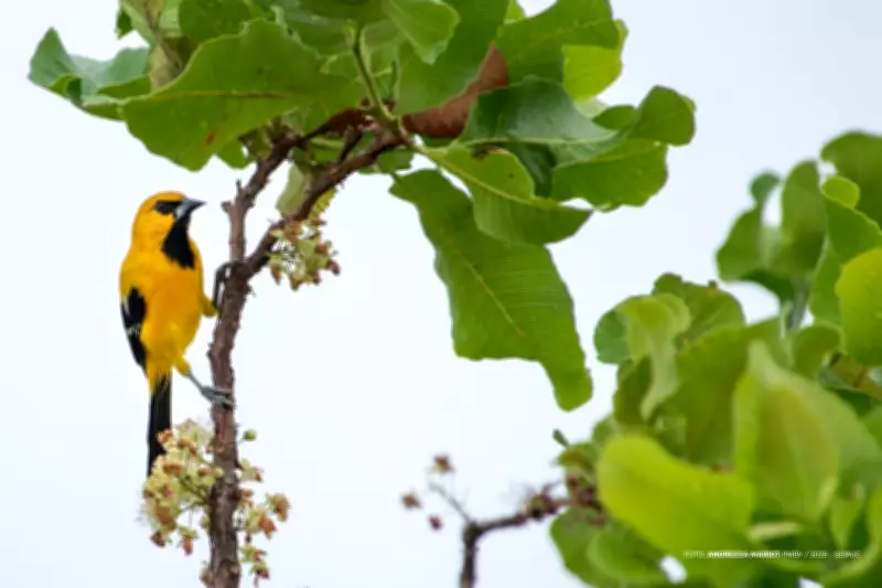 Bosque dos Papagaios em Boa Vista: Canto das Aves Promove Saúde Mental e Conecta População à Natureza