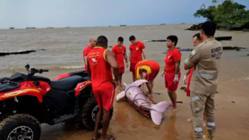 Boto-cor-de-rosa é encontrado morto preso em rede de pesca na praia de Mosqueiro, em Belém