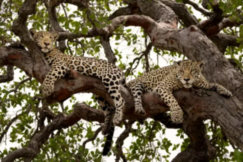 Brasil assume presidência global de conservação de espécies migratórias em conferência no Pantanal