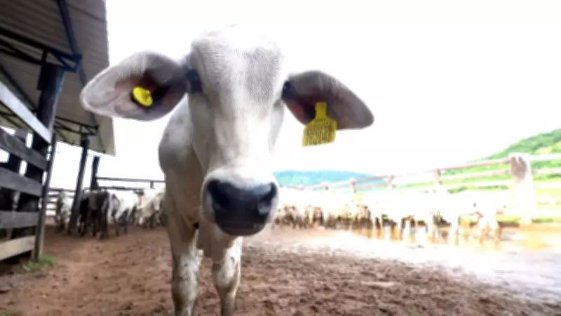 Brasil bate recorde de abate de bovinos pelo segundo ano consecutivo, com alta de 8,2%