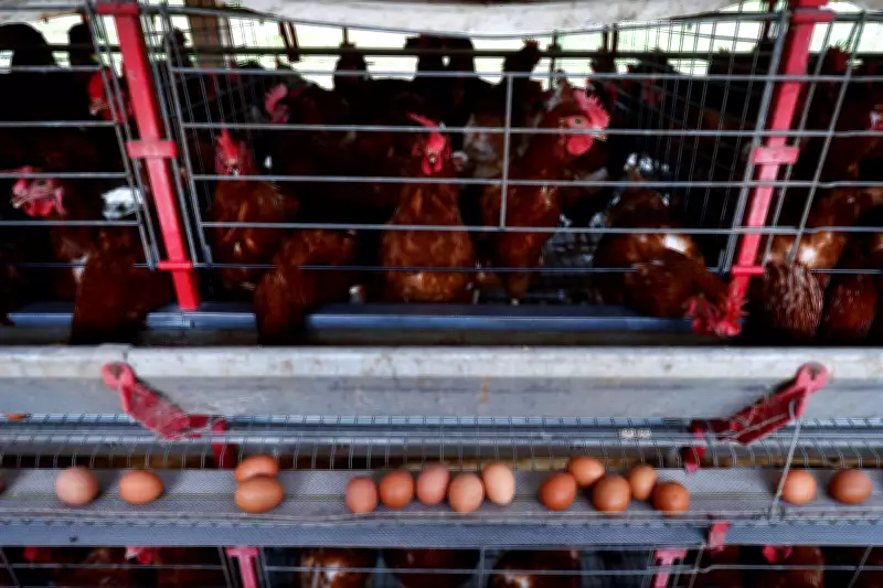 Brasil prorroga emergência zoossanitária por gripe aviária por mais 180 dias