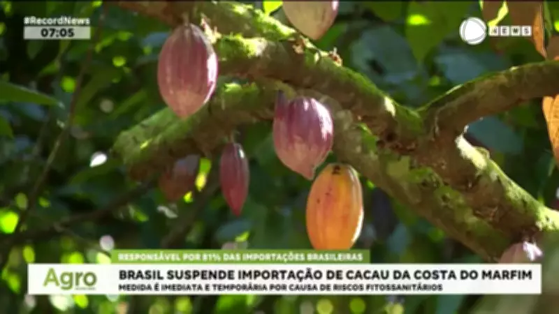 Brasil suspende importação de cacau da Costa do Marfim por riscos fitossanitários