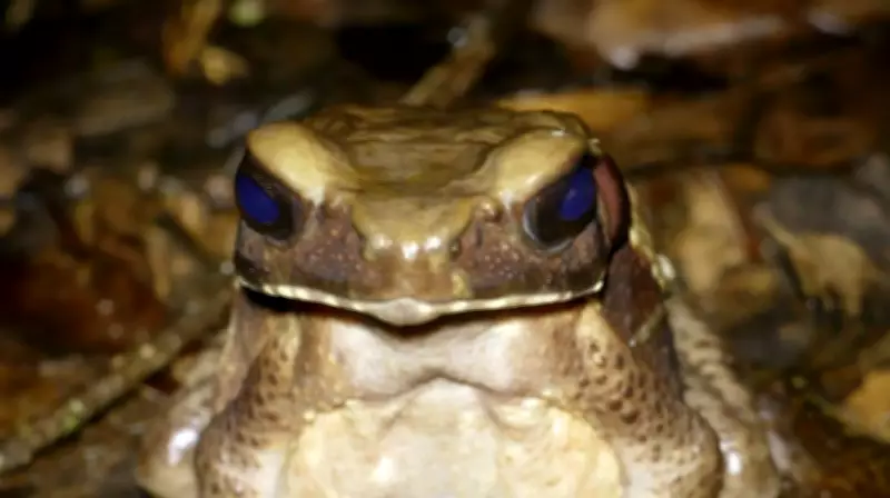 Butantan descobre veneno com propriedades antibióticas em sapo amazônico