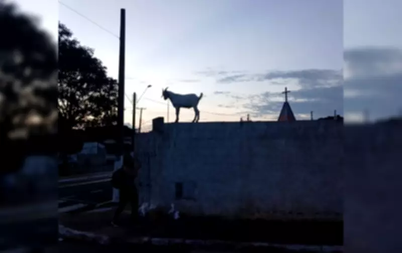 Cabrito fica preso em muro de cemitério e causa alvoroço no interior de São Paulo