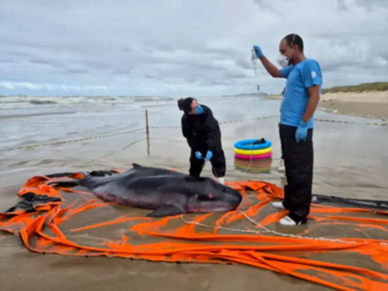 Cachalote-anão raro encalha vivo em praia de Passo de Torres, Santa Catarina