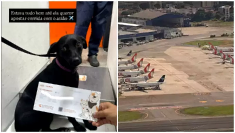 Cachorra foge de caixa e invade pista no Aeroporto de Congonhas, paralisando operações
