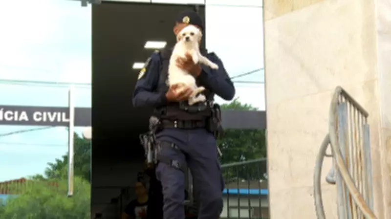Cachorra Lilica é encontrada após fuga da Divisão de Bem-Estar Animal em Ribeirão Preto