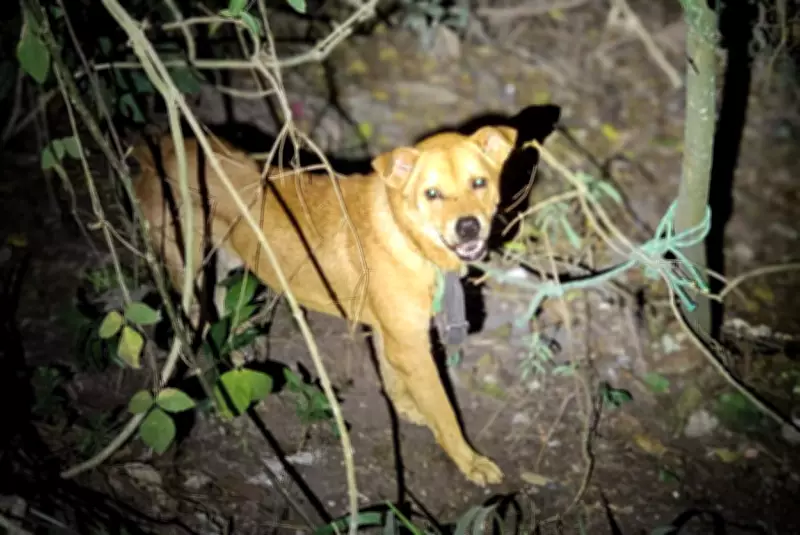 Cachorro é abandonado amarrado em matagal e resgatado pela Polícia Municipal em Rio Claro