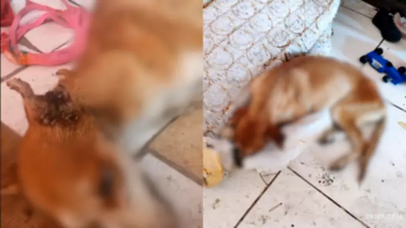 Cachorro Abandonado Morre Após Resgate em Parnaíba Após Dois Meses Sem Água e Comida