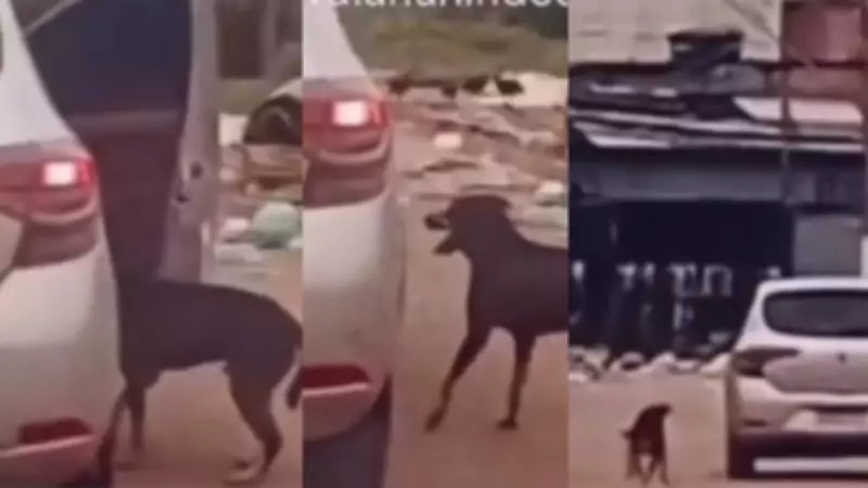Cachorro é abandonado por passageiro de carro em Belém e corre atrás do veículo
