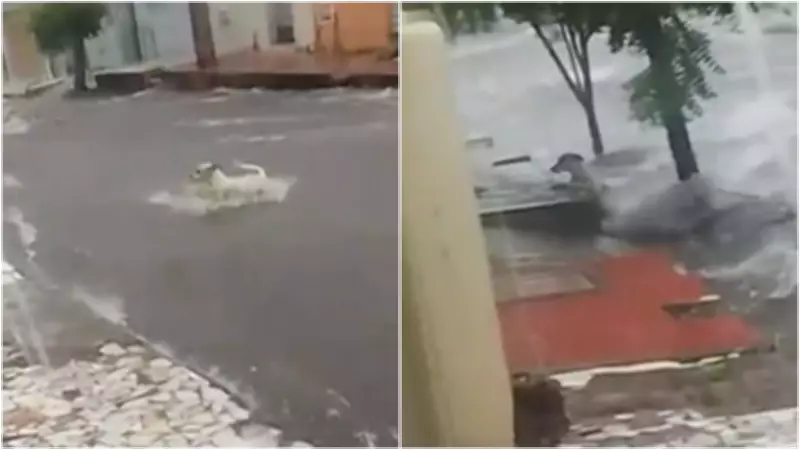 Cachorro é arrastado por enxurrada e se agarra à calçada durante forte chuva em Juazeiro do Norte