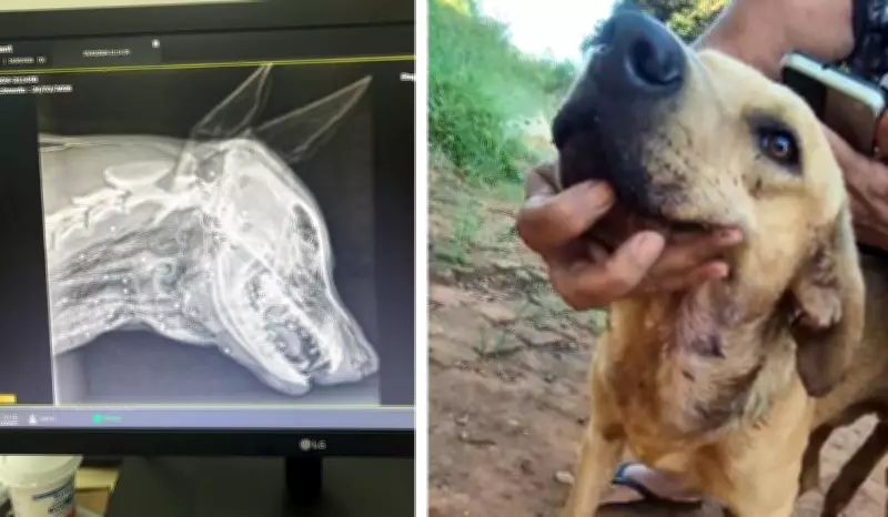 Cachorro é baleado com espingarda em Limeira (SP) e permanece internado