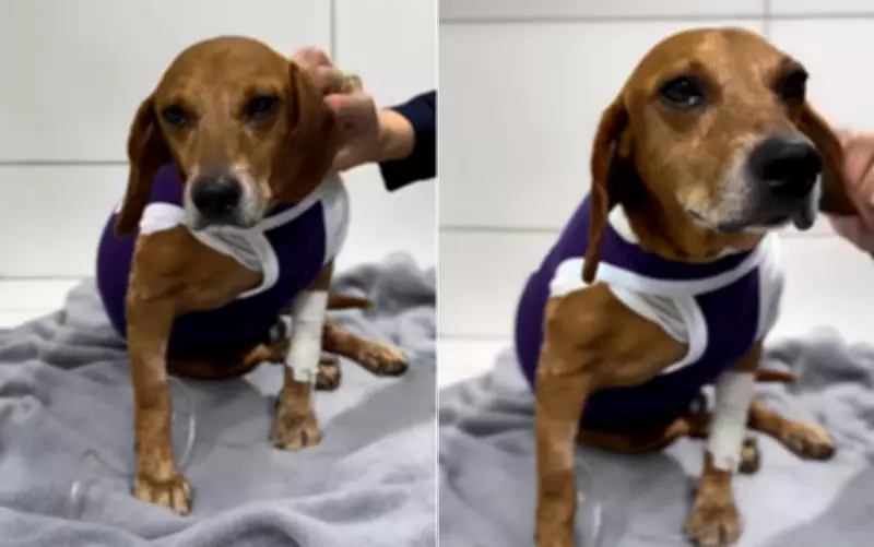 Cachorro comunitário atacado com líquido quente em Goiânia luta contra infecção generalizada