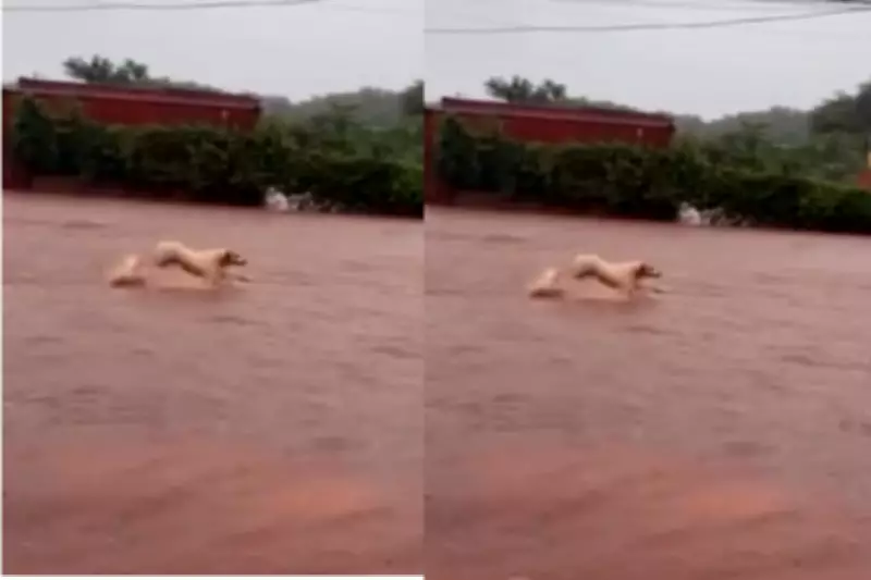 Cachorro enfrenta alagamento e luta contra correnteza em Maracaju durante temporal