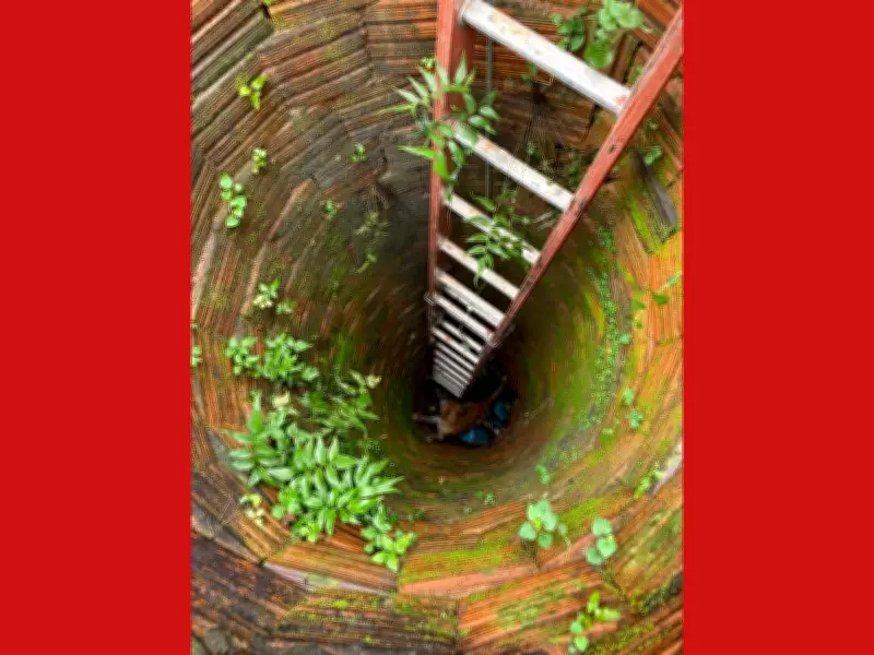 Cachorro é resgatado de poço de 6 metros após 24 horas preso no interior do Acre