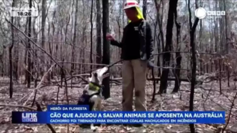 Cachorro símbolo da luta por animais silvestres se aposenta após resgatar coalas na Austrália