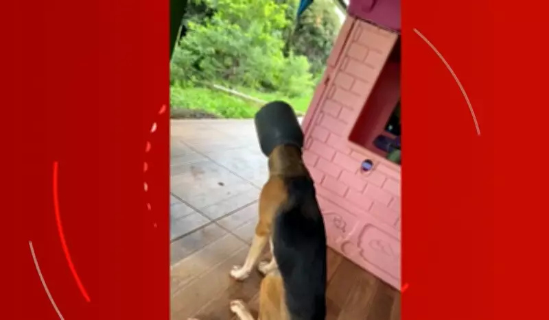 Cachorro tem cabeça presa em leiteira de plástico e é resgatado por bombeiros em MG