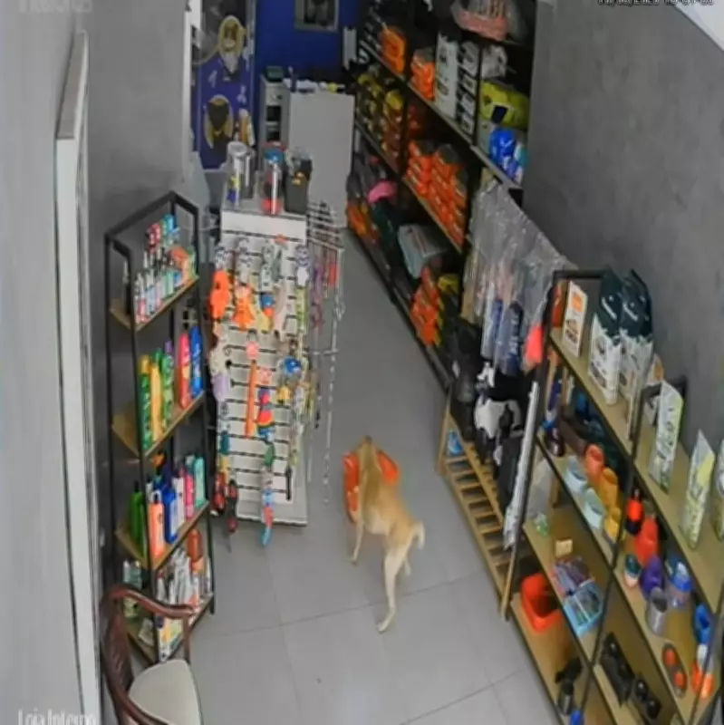 Cadela 'Caramela' é flagrada furtando saco de ração em loja de Barra Mansa